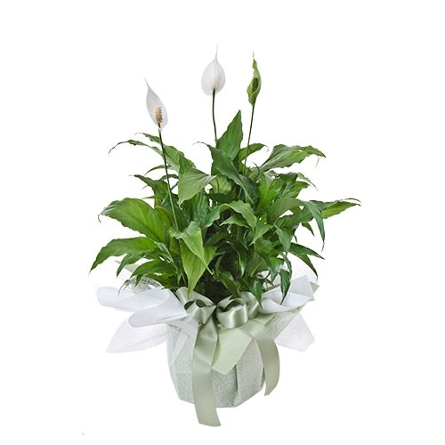 Peace Lily Plant Perth Peace Lily Plant Delivery Perth