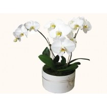 Valentine's Day 3 Phalaenopsis Orchids In Large Round Ceramic Vase