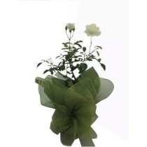 Mother's Day Rose Plant - Potted and Wrapped