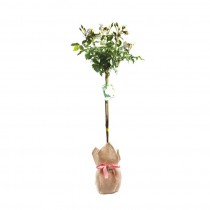 Standard Rose Plant