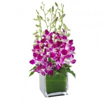 Orchids in Glass Vase