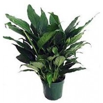 Peace Lily Plant - Large