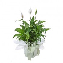 Peace Lily Plant beautifully gift wrapped