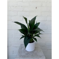 Peace Lily Plant In Ceramic Vase