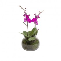Phalaenopsis Orchids in Glass Vase