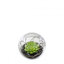 Succulent Plant in Fishbowl - Small