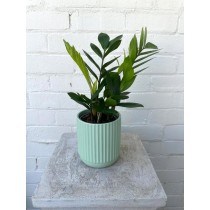 Zanzibar ZZ Plant in a Pot