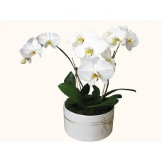 3 Phalaenopsis Orchids In Large Round Ceramic Vase