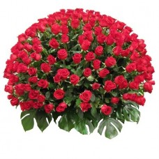 300-hundred-red-roses-perth