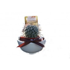 Cactus in Bowl - Small