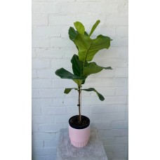 Fiddle Leaf Fig (Ficus Lyrata)