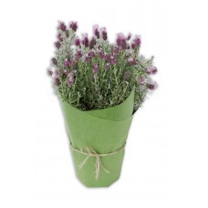 Lavender Plant - beautifully wrapped