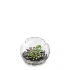 Succulent Plant in Fishbowl - Medium
