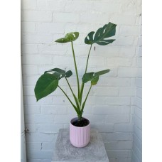 Monstera in a Ceramic Pot