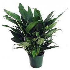 Peace Lily Plant - Large