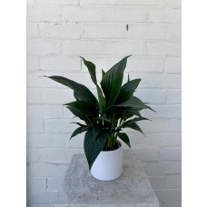 Peace Lily Plant In Ceramic Vase