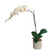 Valentine's Day Phalaenopsis Orchid - 1 Flowering Stem