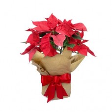 Poinsettia Plant