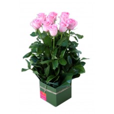 Valentine's Day Rose Box Arrangement