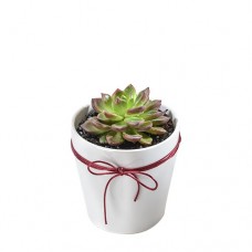 Succulent Plant in Ceramic Vase