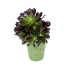 Succulent Plant
