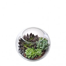 Succulents in Glass Fishbowl - Premium