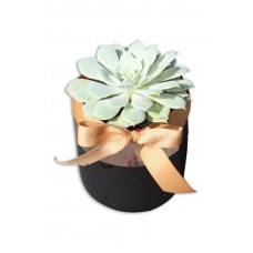 Succulent Plant in Ceramic Vase