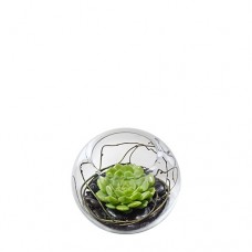 Succulent Plant in Fishbowl - Small