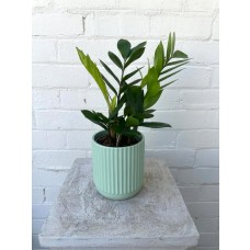 Zanzibar ZZ Plant in a Pot