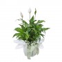 Peace Lily Plant beautifully gift wrapped