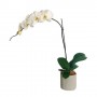 Phalaenopsis Orchid - Premium