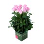 Rose Box Arrangement
